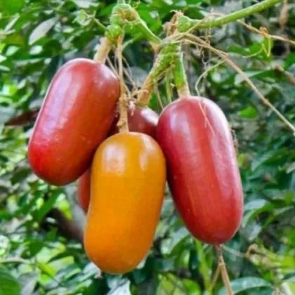 Dovleac exotic Cassabanana – 5 semințe