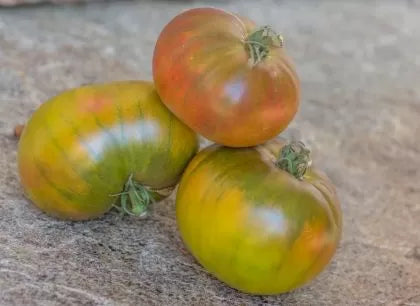 First Mate – tomată beefsteak, 15 semințe