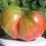 First Mate – tomată beefsteak, 15 semințe