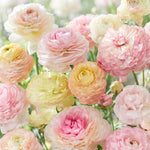 "Пастельная" смесь луковиц ранункулюса / азиатского лютика (Ranunculus asiaticus) - 10 шт.