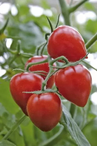 Гардънбери F1 (Gardenberry F1) - чери домати - 15 бр. семена