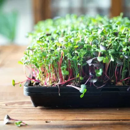 Flexible Tray with Large Drainage Holes for Microgreens and Seedlings 31 x 51 x 4 cm
