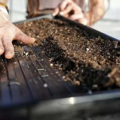 Flexible Tray with Large Drainage Holes for Microgreens and Seedlings 31 x 51 x 4 cm