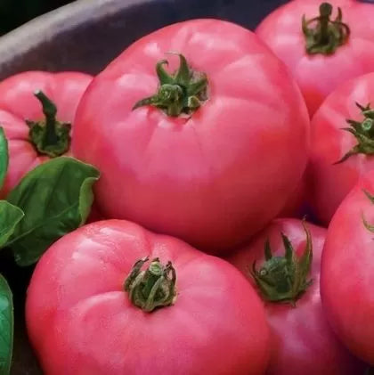 Big Pink F1 - roșie beefsteak - 15 buc. semințe