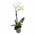 GT Orchid Focus Drip Feeders 38ml - drip-feed dose for orchids