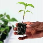 GT Root Riot® 77 Tray with 77 Organic Starter Cubes for Seeds and Cuttings