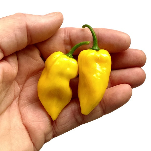 Хабанеро Лимон (Habanero Lemon): две жълти чушки, държани в ръка