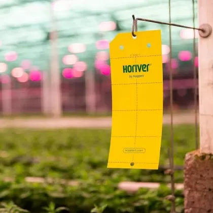 Horiver - capcană adezivă galbenă împotriva insectelor zburătoare - 10 buc. (10x25 cm)