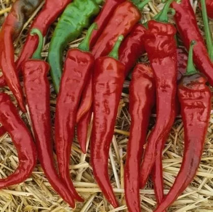 Cayenne / ardei Cayenne (Cayenne Red) – 25 buc. semințe