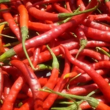 Cola de Rata (Cola de Rata) - 15 buc. semințe