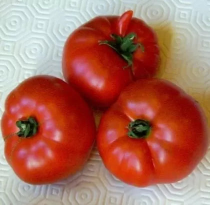 Regina timpurilor (Reine des Hâtives) - tomate - 15 buc. semințe