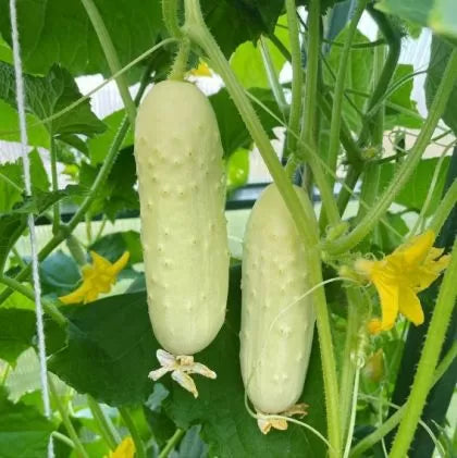Castravete White Wonder – 30–40 semințe / 1 g