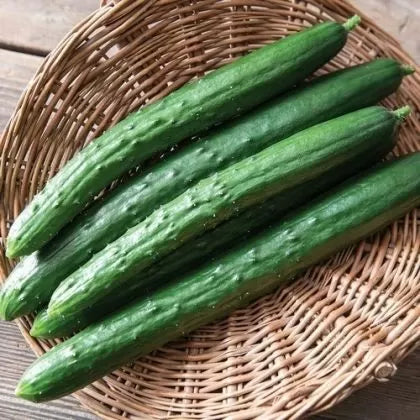El Toro F1 Cucumber - 10 Seeds
