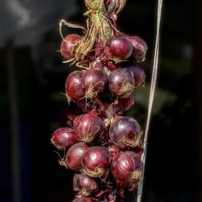 Ceapă Rosa Tonda (Tropea Rossa Tonda) - roșie, dulce - 5 g semințe