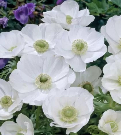 Луковица на Анемоне / Кичеста съсънка, сорт "Бялата булка" (ANEMONE coronaria) - 15 бр.