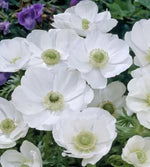 "White Bride" anemone / windflower bulb (ANEMONE coronaria) - 15 pcs