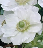 "White Bride" anemone / windflower bulb (ANEMONE coronaria) - 15 pcs