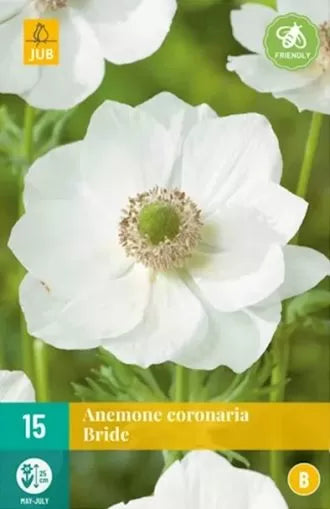 "White Bride" anemone / windflower bulb (ANEMONE coronaria) - 15 pcs