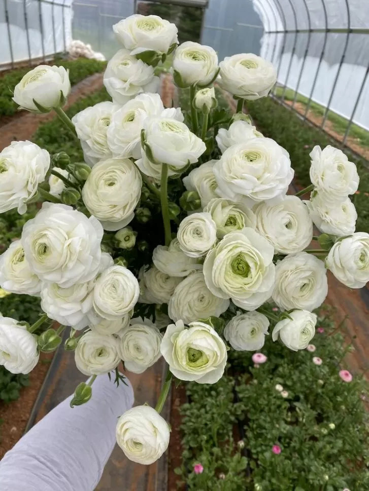 Bulbi de ranunculus alb / piciorul-cocoșului asiatic (Ranunculus asiaticus) - 10 buc.