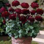 Purple Ranunculus / Persian buttercup bulbs (Ranunculus asiaticus) - 10 pcs