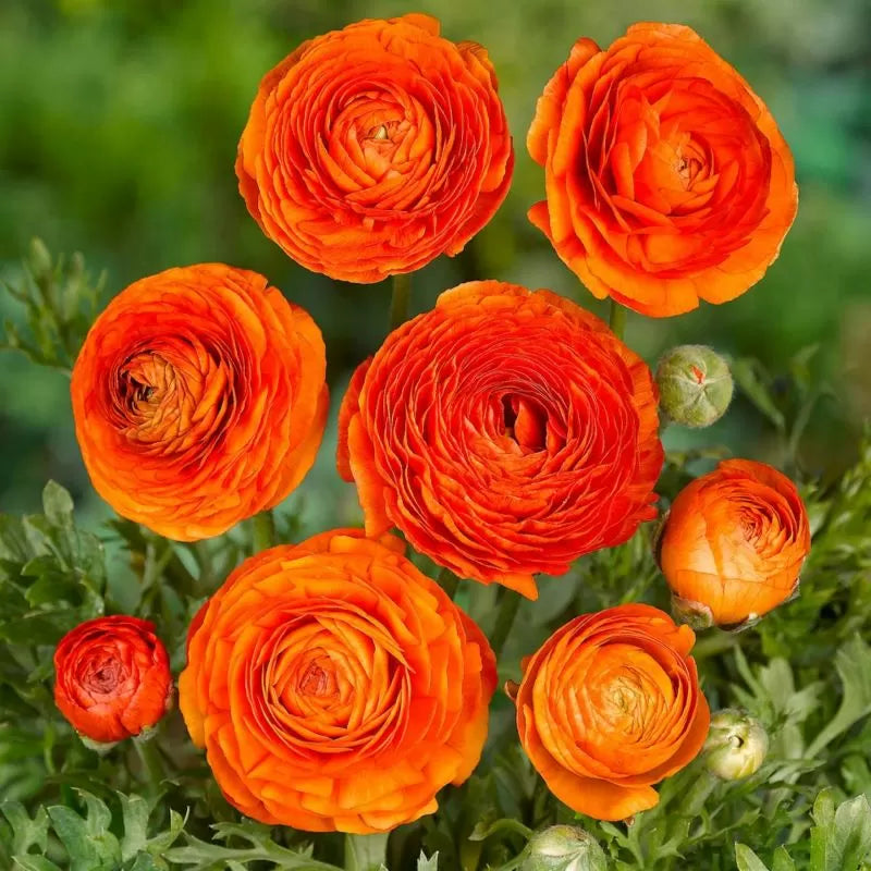 Bulbi de ranunculus portocaliu / piciorul-cocoșului asiatic (Ranunculus asiaticus) - 10 buc.