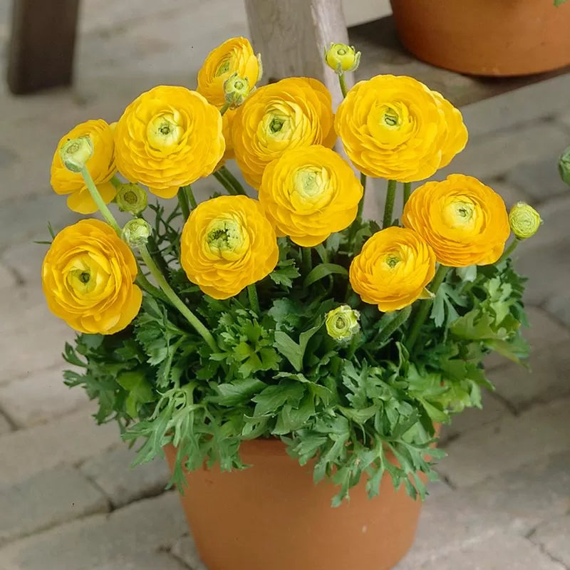 Bulbi de ranunculus galben / piciorul-cocoșului asiatic (Ranunculus asiaticus) - 10 buc.