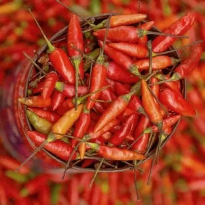 Bahian Sauce – 15 buc. semințe