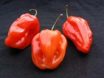 Habanero roșu (Habanero Red) - 25 buc. semințe