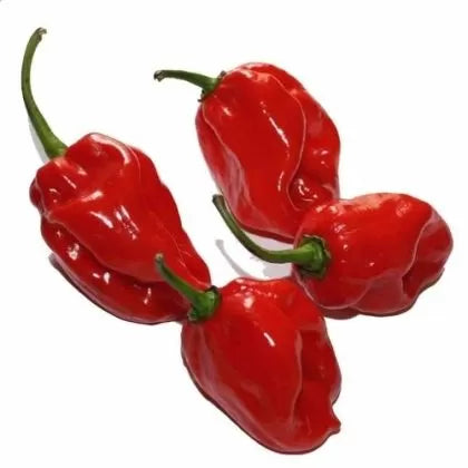Habanero Red F1 – 10 semințe