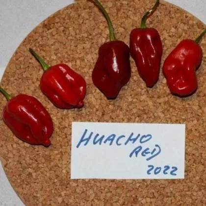 Huacho Red - 15 buc. semințe