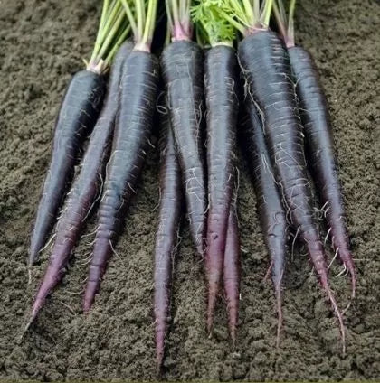 Morcovi Deep Purple F1 (Deep Purple F1) - 500 buc. semințe