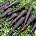 Morcovi Deep Purple F1 (Deep Purple F1) - 500 buc. semințe