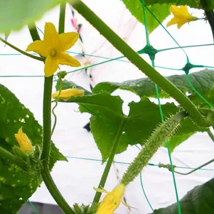 Bradas PLANT NET Climbing Plant Net 2 × 10 m