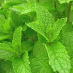 Mentă (Mentha spicata) - 2500 buc. / 0.2 g semințe