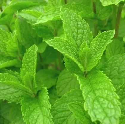 Mentă (Mentha spicata) - 2500 buc. / 0.2 g semințe