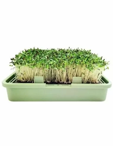 Semințe organice de alfalfa / lucernă – 200 g