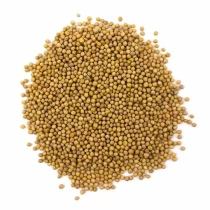 Semințe organice de microplante de muștar alb – 100 g