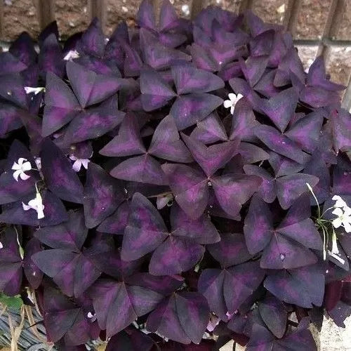 Луковици на Кралска детелина, Оксалис (Oxalis Triangularis) - 250 бр.