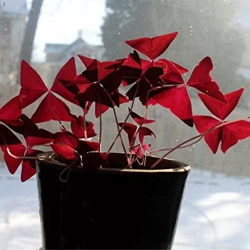 Луковици на Кралска детелина, Оксалис (Oxalis Triangularis) - 250 бр.