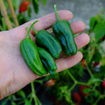 Падрон (Padron) - 25 бр. семена