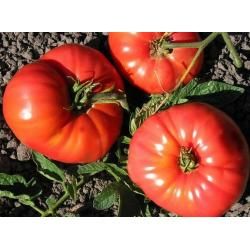 Ballerina Tomato Seeds - 15 pcs
