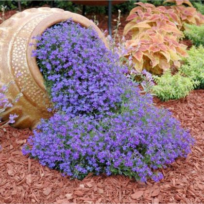 Lobelia