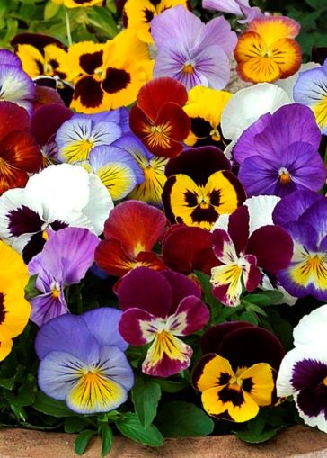 Viola
