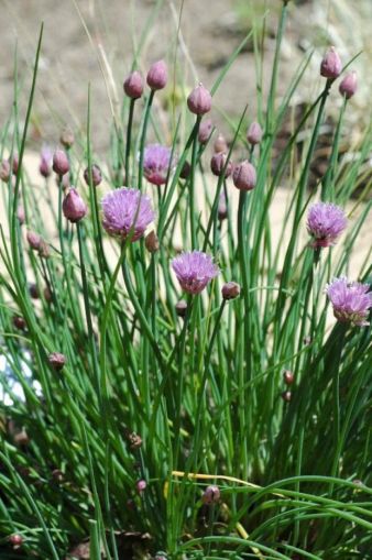Siberian onion