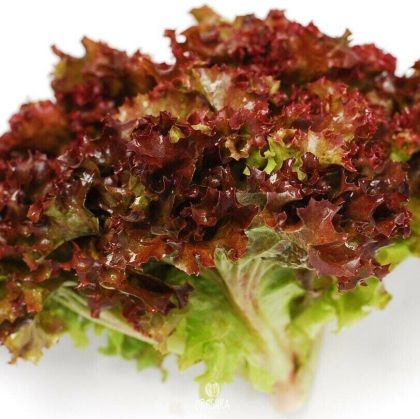 Salată Red Grenoble