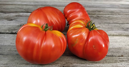 Gigante Pomodoro XXL Tomato Seeds - 5 pcs
