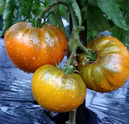 Brown Derby Mix Tomato Seeds - 15 pcs