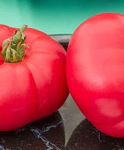 "Giant" tomato seeds (Pomodoro Gigante / Behemoth King) 15 pcs