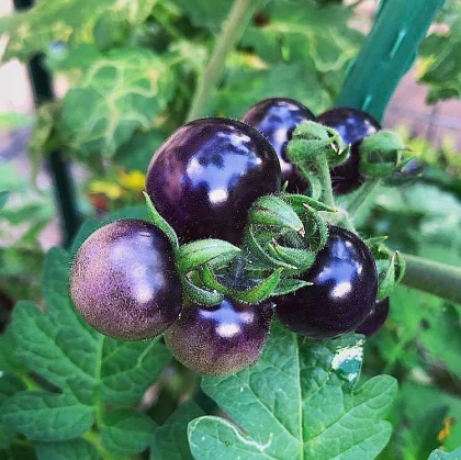 Semințe de roșii cherry soi "Blue Berries" 10 buc.