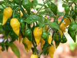 Habanero Lemon – 15 semințe
